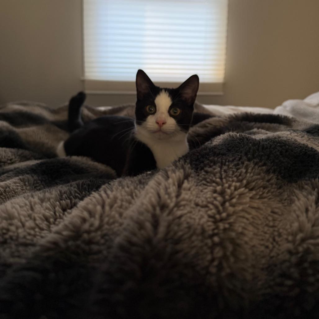 Enlarge Pepper (Iranistan Kitten), a Adoptable Domestic Short Hair in Westport, CT image 2/4