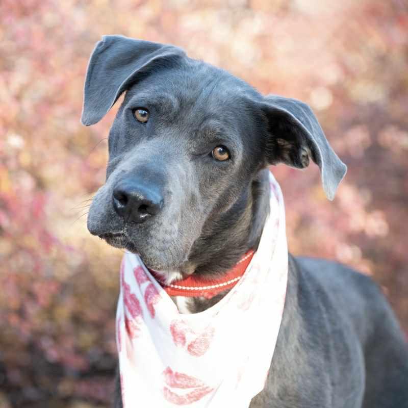Enlarge Yuki, a ADOPTABLE mixed breed in Boulder, CO image 5/6