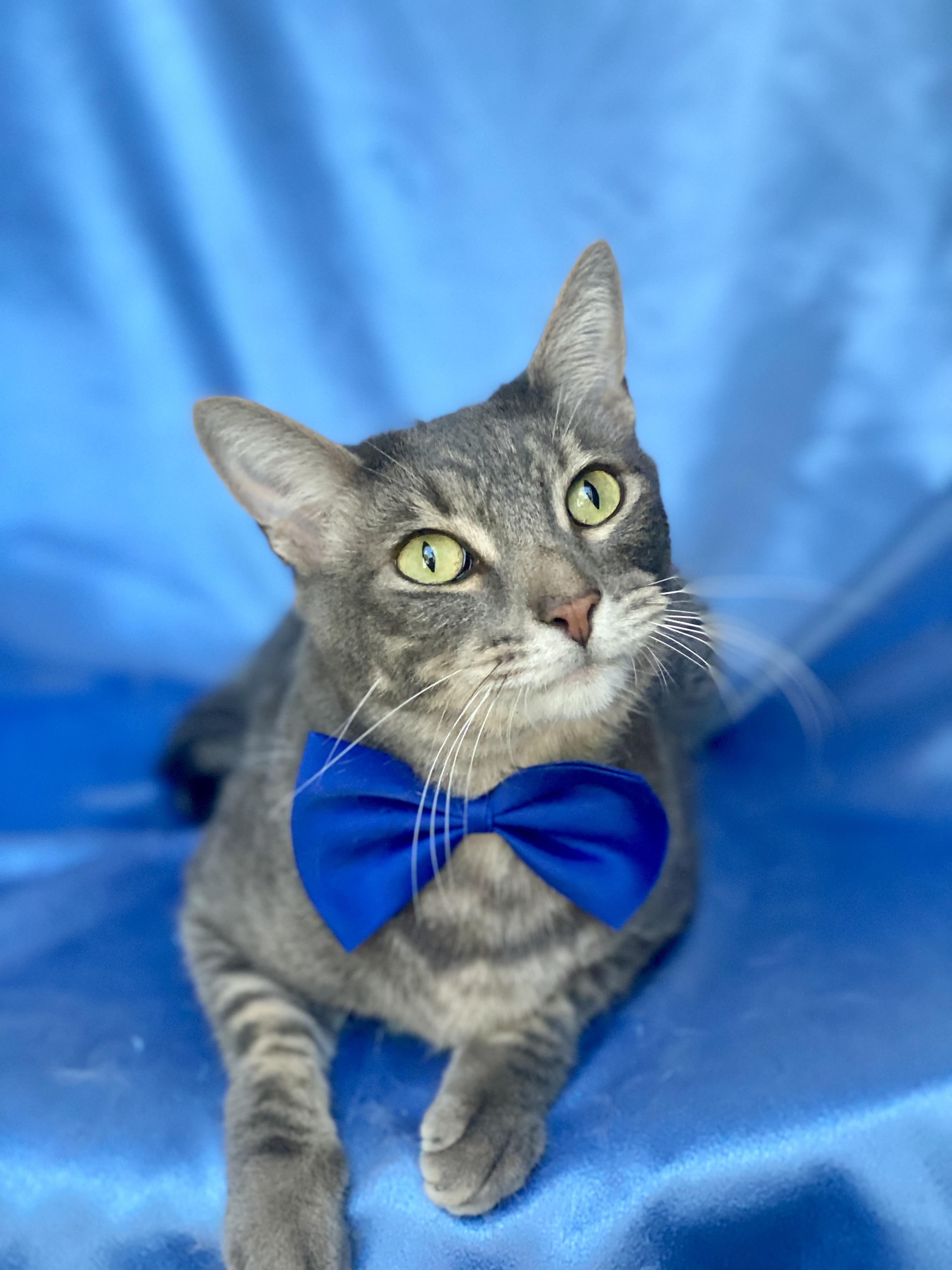 Enlarge ROLLIE, a Adoptable Domestic Short Hair image 2/4