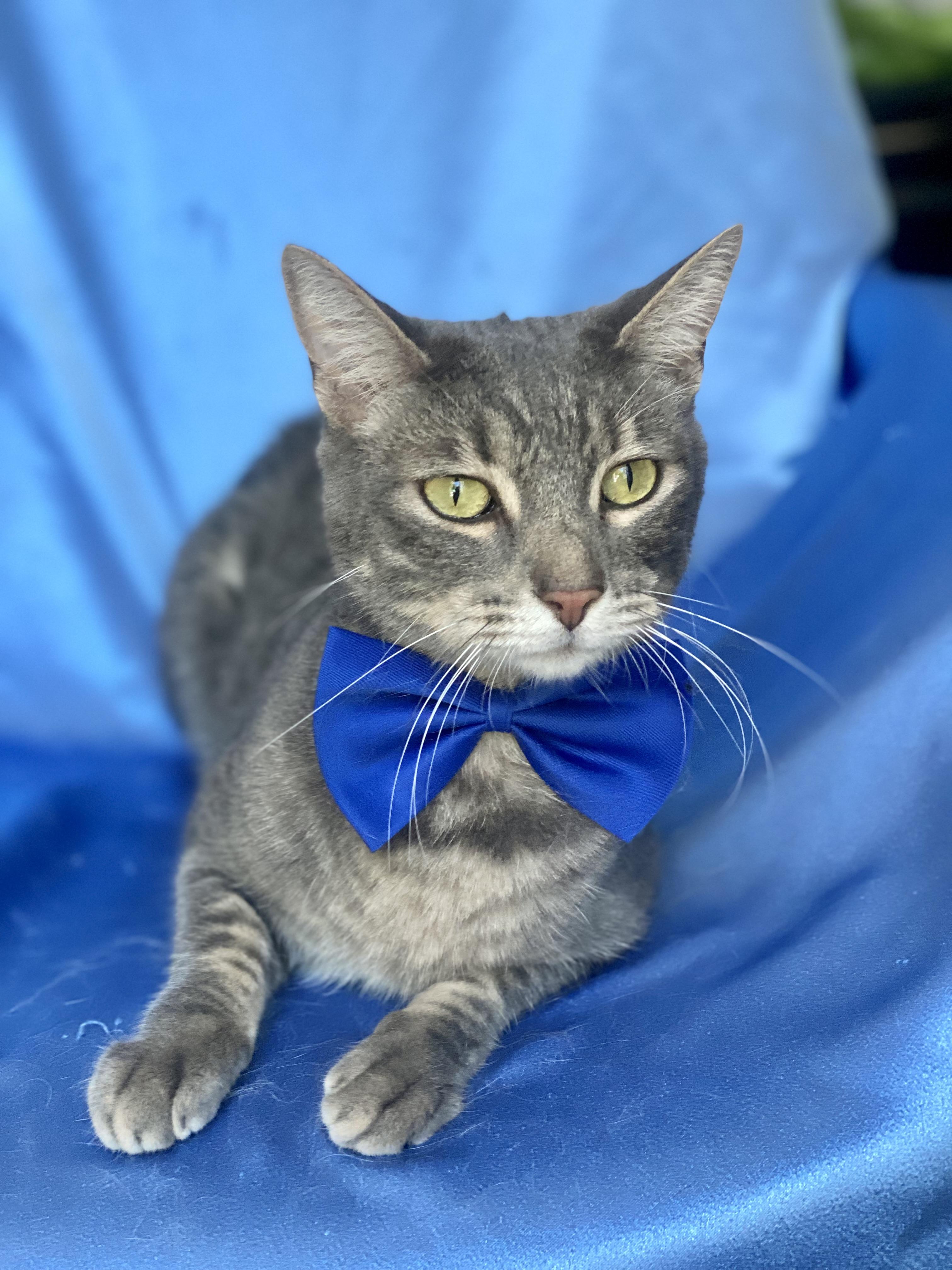 Enlarge ROLLIE, a Adoptable Domestic Short Hair image 3/4