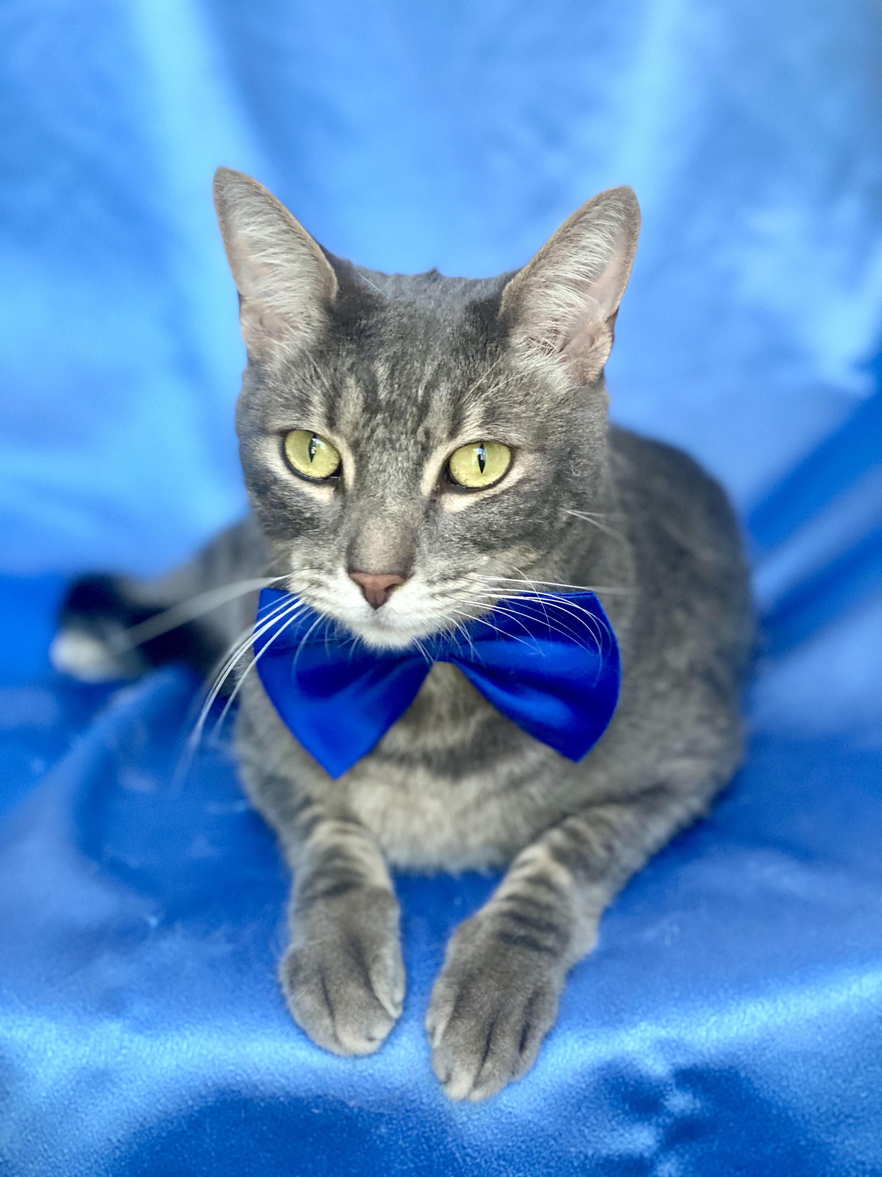 Enlarge ROLLIE, a Adoptable Domestic Short Hair image 1/4