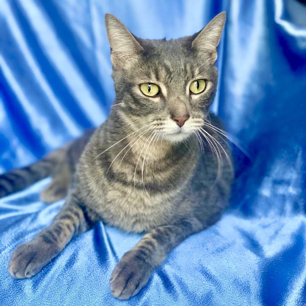 Enlarge ROLLIE, a Adoptable Domestic Short Hair image 4/4