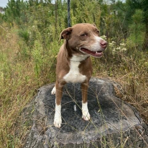 Enlarge Rosalita, a Adopted mixed breed in Williston, VT image 5/6