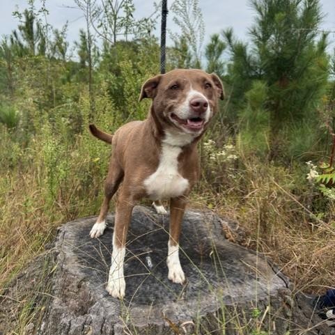 Enlarge Rosalita, a Adopted mixed breed in Williston, VT image 4/6