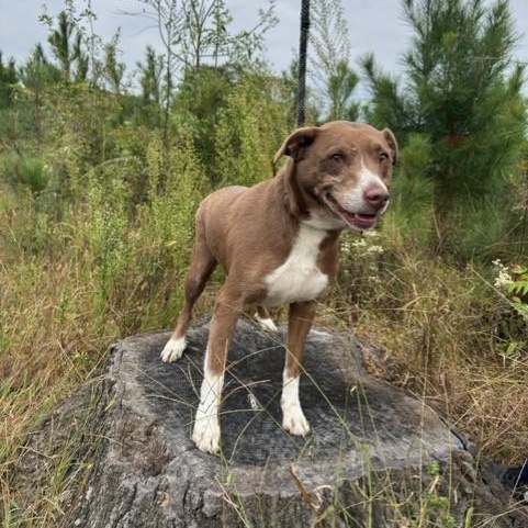 Enlarge Rosalita, a Adopted mixed breed in Williston, VT image 3/6