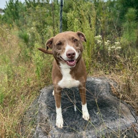 Enlarge Rosalita, a Adopted mixed breed in Williston, VT image 6/6