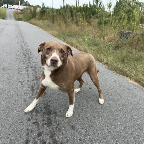 Rosalita, Adopted, Young Female Labrador Retriever.