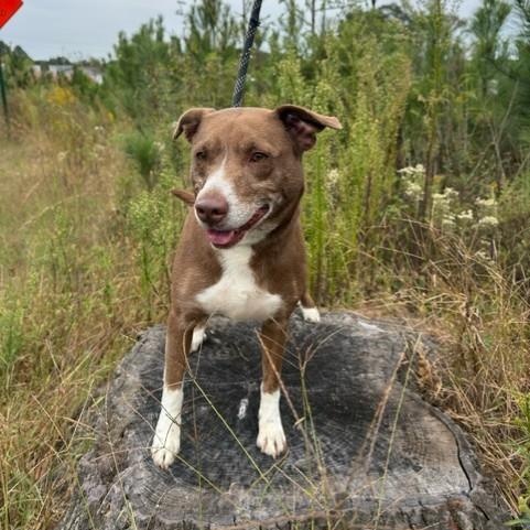 Enlarge Rosalita, a Adopted mixed breed in Williston, VT image 2/6