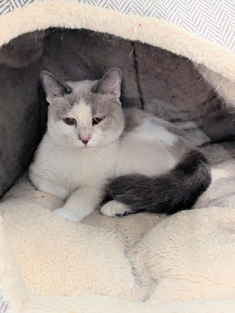 Snowball, Adoptable, Young Male Siamese.