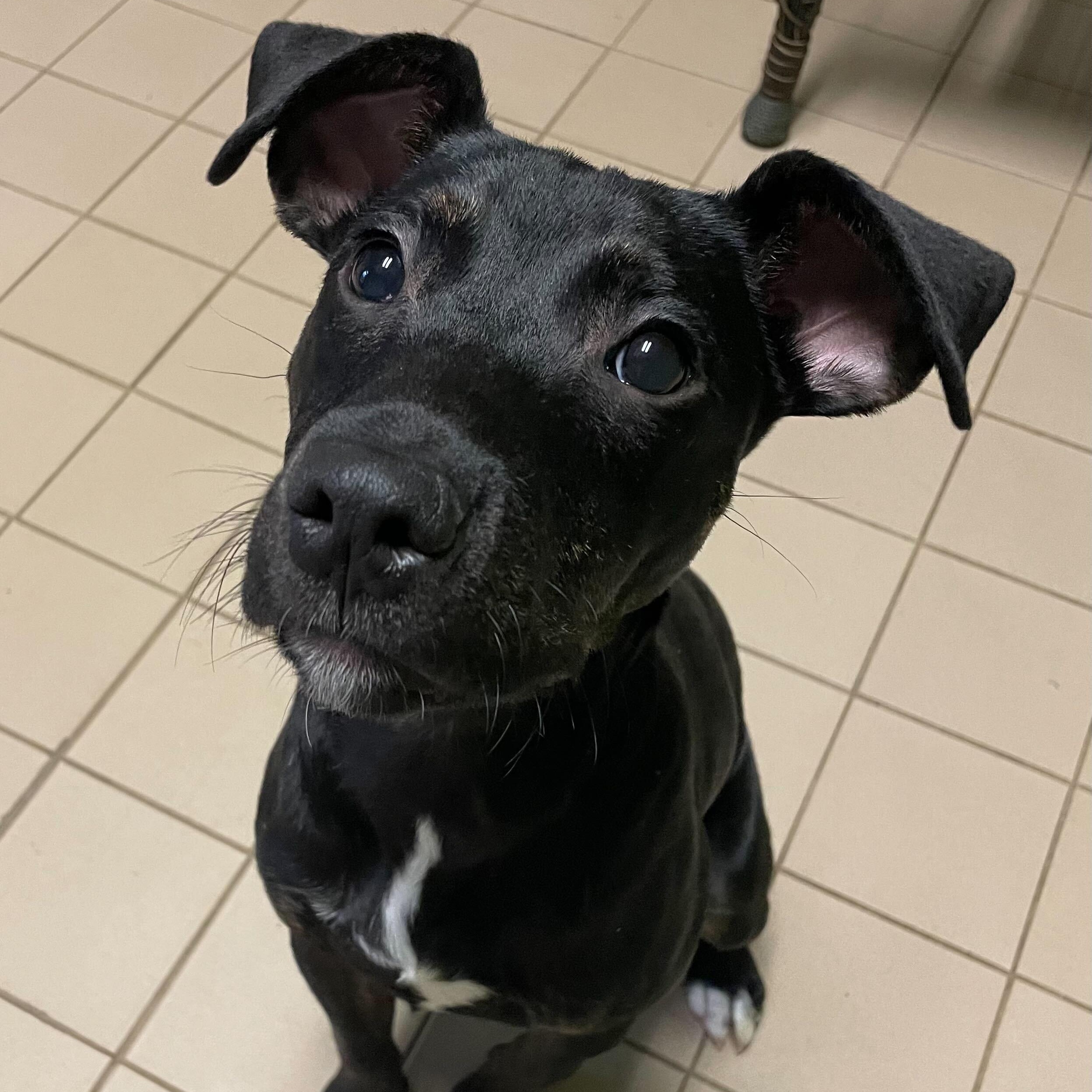 Rusty, adoptable, Young Male Pit Bull Terrier.