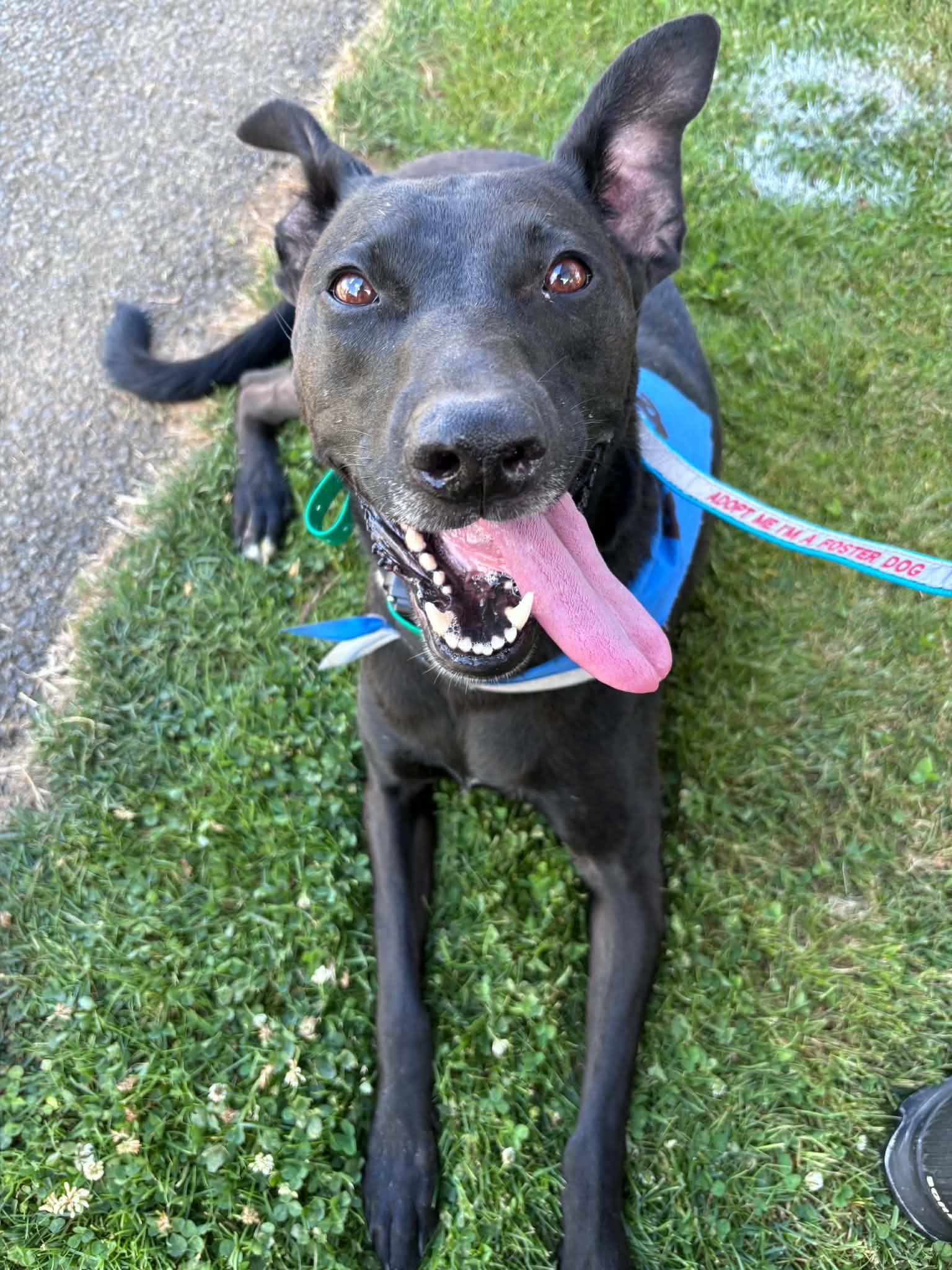 Enlarge Charli, a Adoptable Shepherd in Portland, OR image 4/6