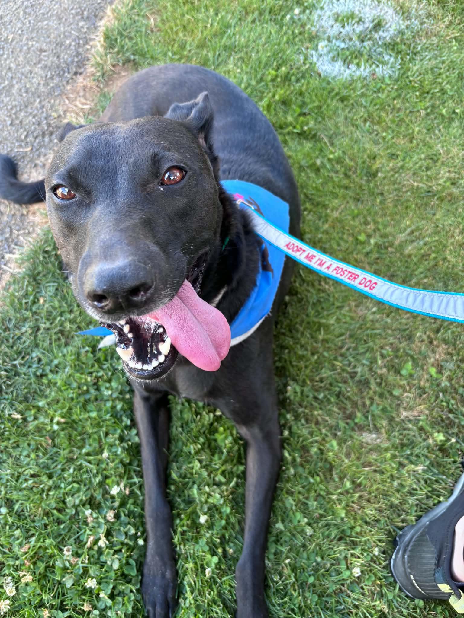 Enlarge Charli, a Adoptable Shepherd in Portland, OR image 6/6