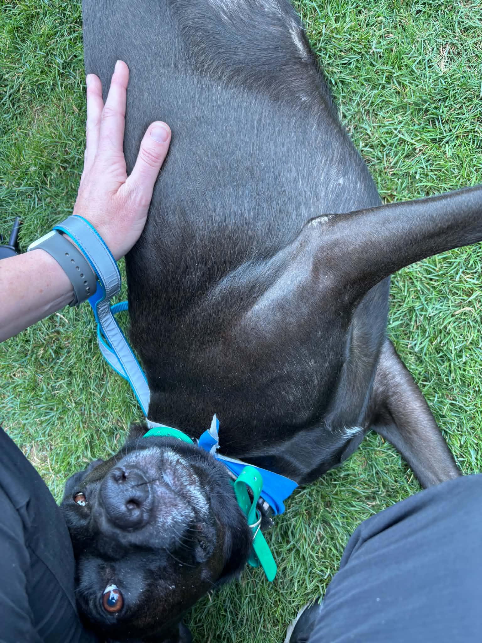 Enlarge Charli, a Adoptable Shepherd in Portland, OR image 3/6
