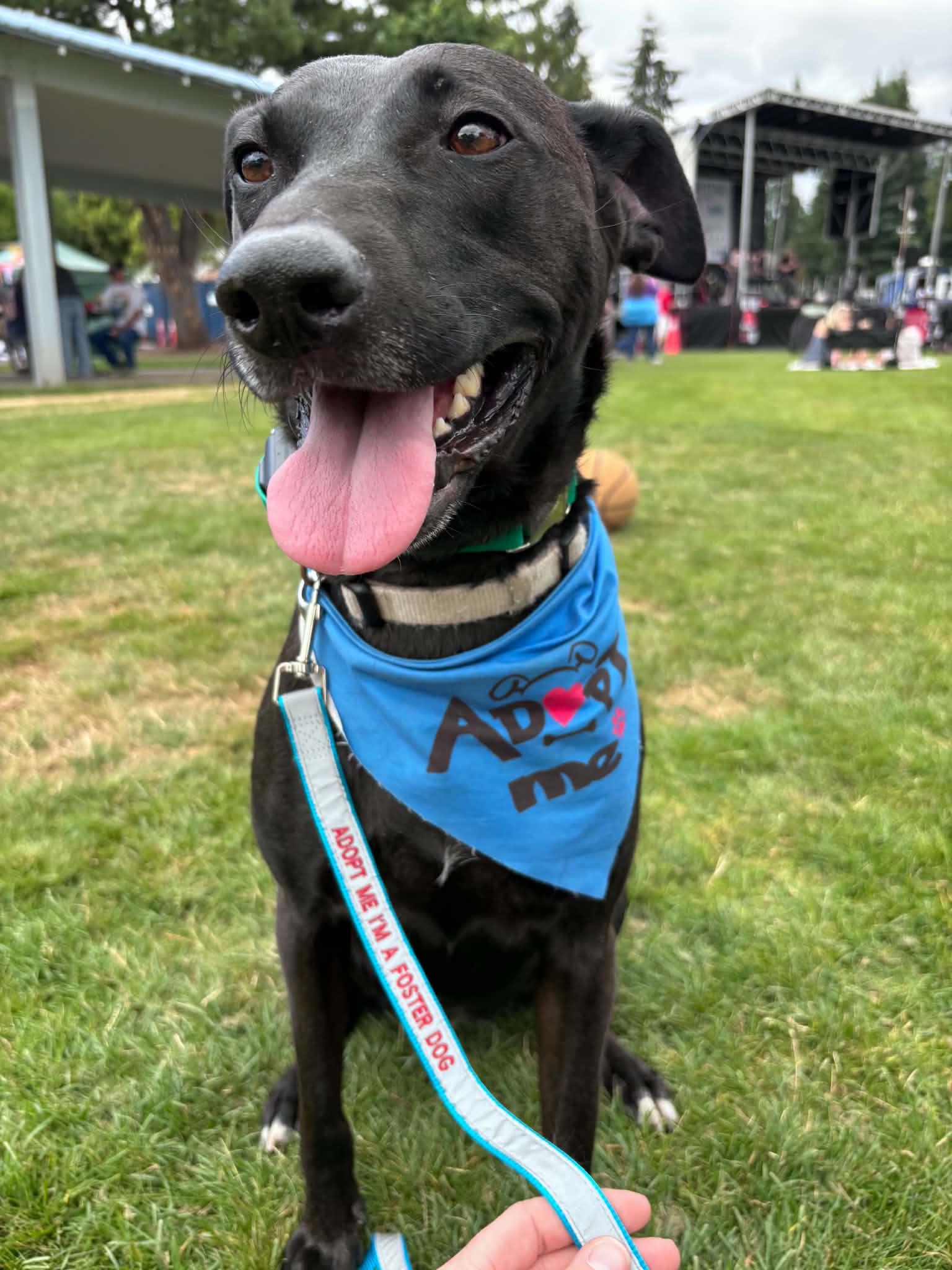 Enlarge Charli, a Adoptable Shepherd in Portland, OR image 2/6