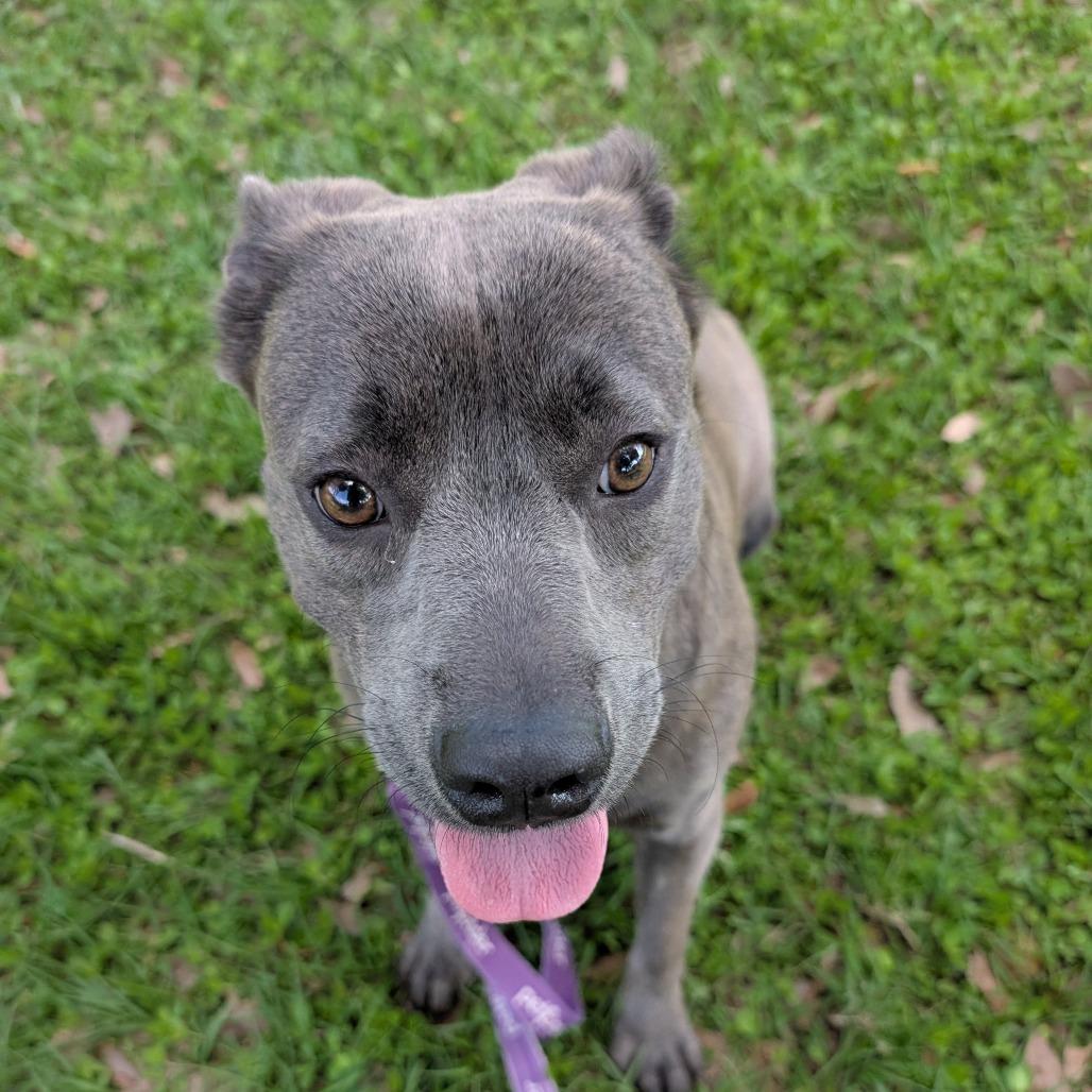Sunny, Adoptable, Adult Female Mixed Breed.