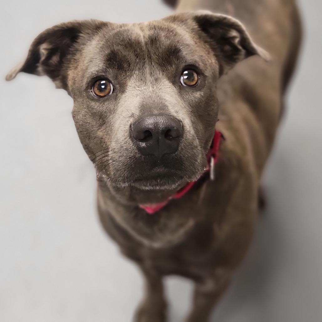 Sunny, a Adoptable Mixed Breed in Sarasota, FL image 2/6