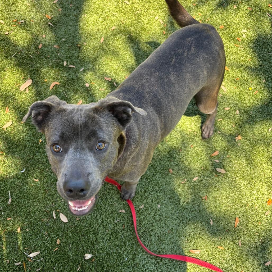 Sunny, a Adoptable Mixed Breed in Sarasota, FL image 3/6