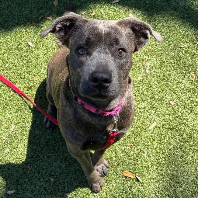 Sunny, a Adoptable Mixed Breed in Sarasota, FL image 4/6