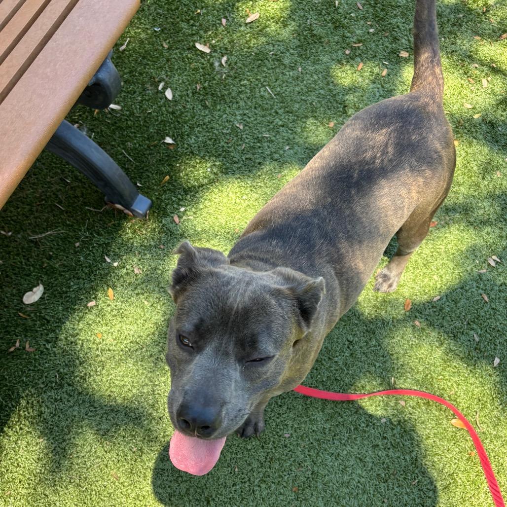 Sunny, a Adoptable Mixed Breed in Sarasota, FL image 5/6