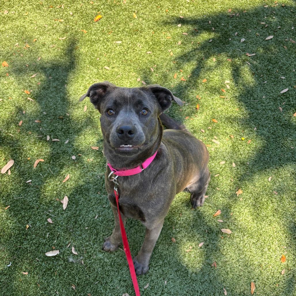 Sunny, a Adoptable Mixed Breed in Sarasota, FL image 6/6