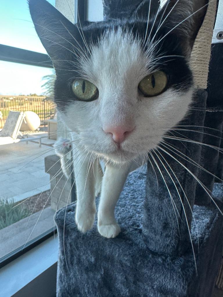 Carmen, Adoptable, Adult Female Domestic Short Hair.