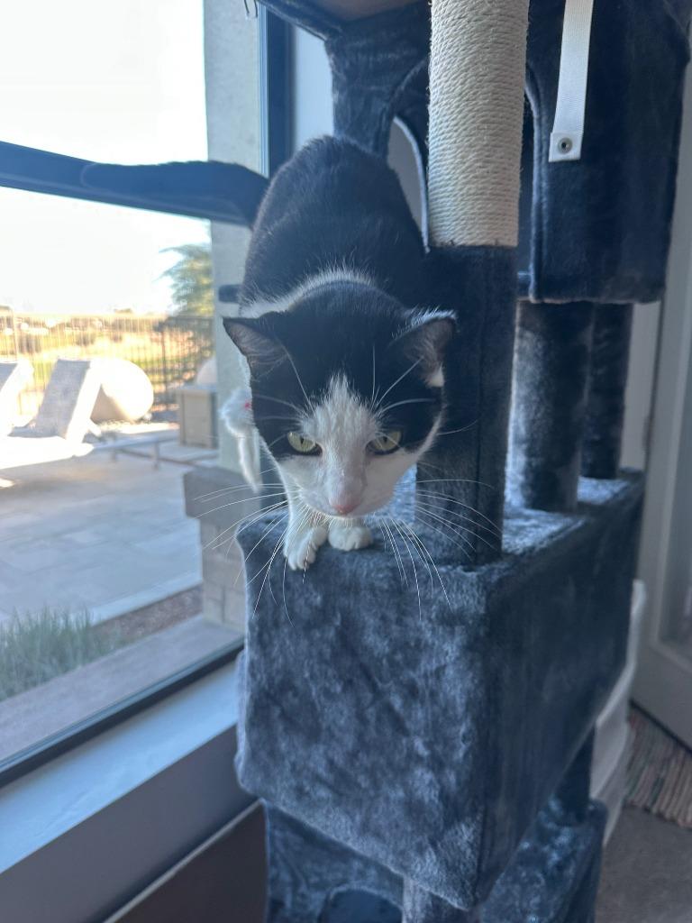 Carmen, a Adoptable mixed breed in Gilbert, AZ image 2/5