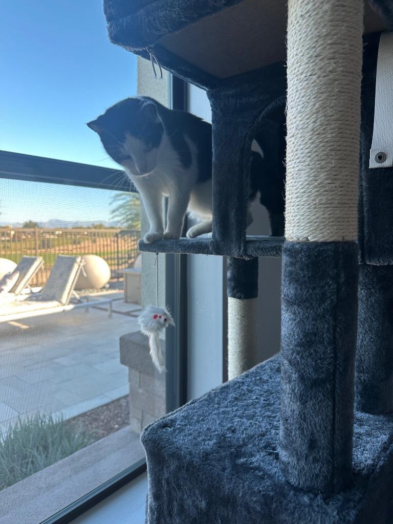 Carmen, a Adoptable mixed breed in Gilbert, AZ image 3/5