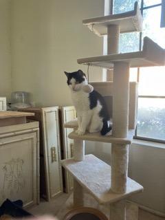 Carmen, a Adoptable mixed breed in Gilbert, AZ image 4/5