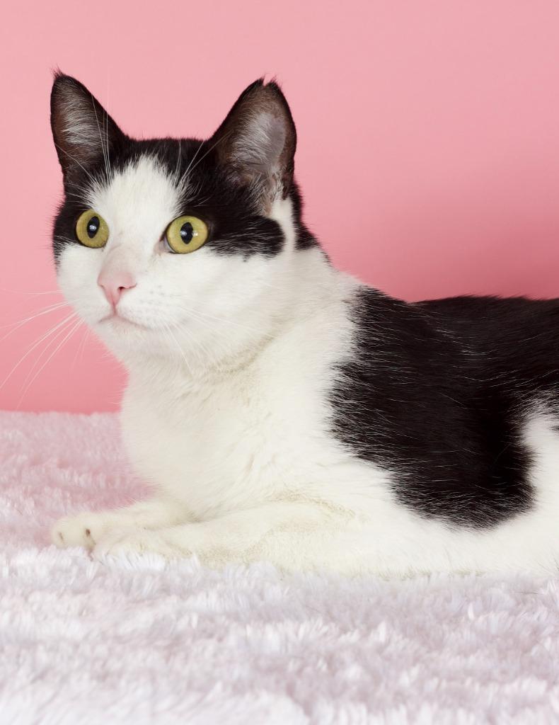 Carmen, a Adoptable mixed breed in Gilbert, AZ image 5/5