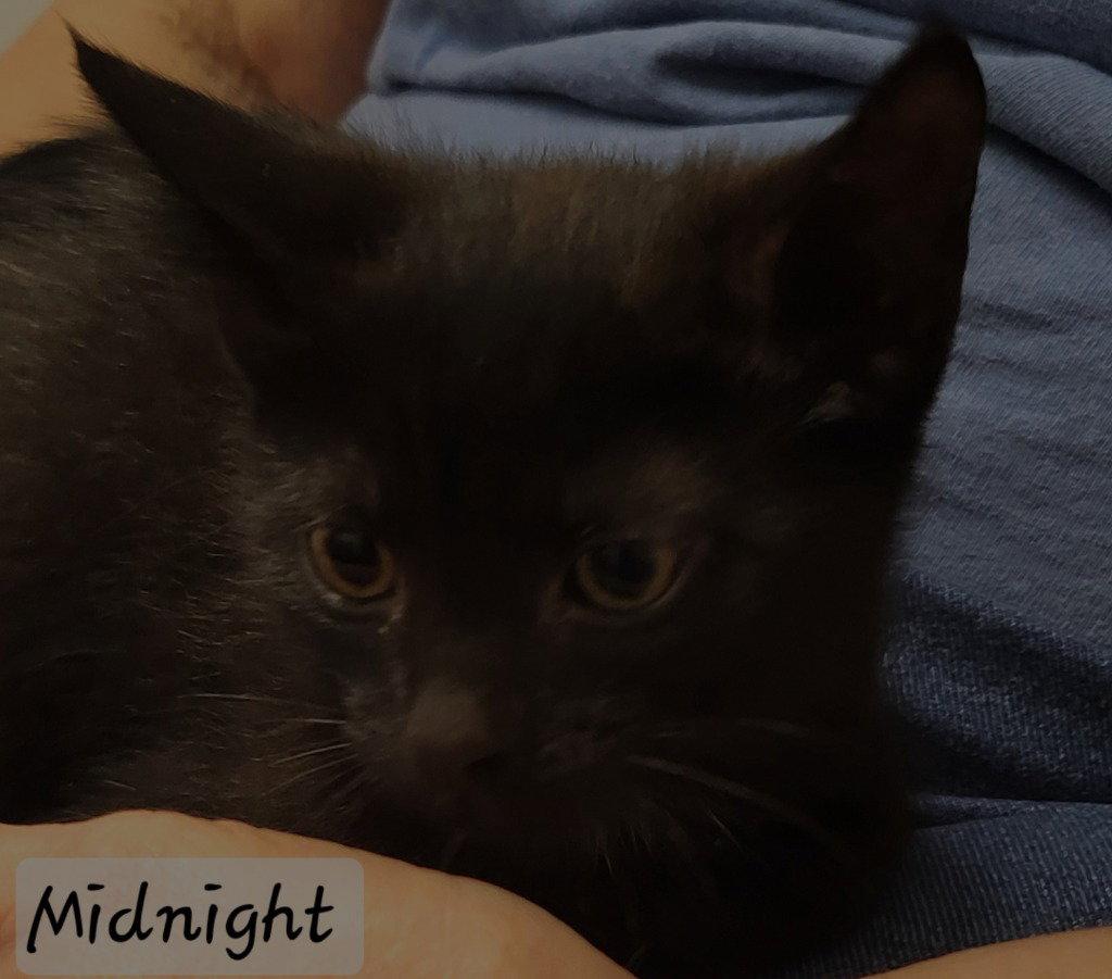 Midnight, Adoptable, Kitten Male Domestic Short Hair.