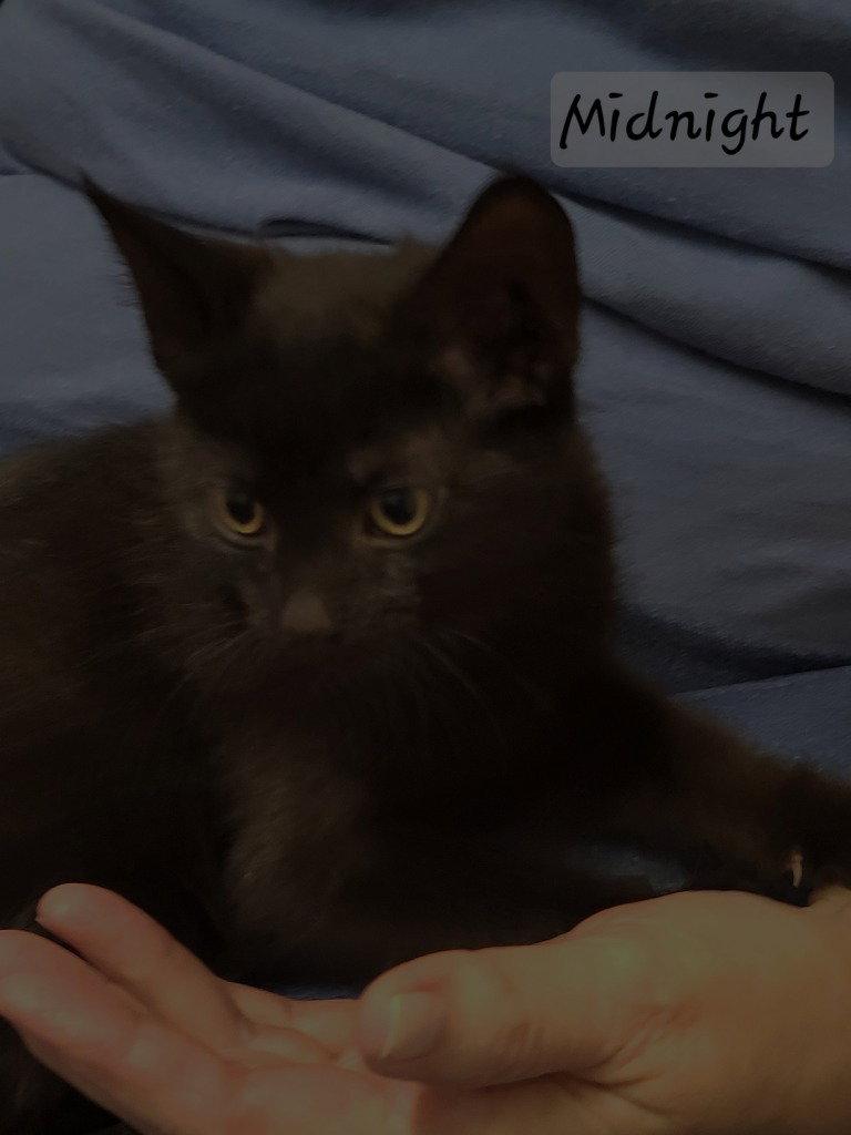 Enlarge Midnight, a Adoptable Domestic Short Hair in Ellijay, GA image 2/2