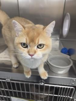 Blaze, Adopted, Adult Male Exotic Shorthair.