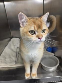 Enlarge Blaze, a Adopted Exotic Shorthair in Mississauga, ON image 2/3