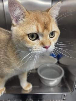 Enlarge Blaze, a Adopted Exotic Shorthair in Mississauga, ON image 3/3