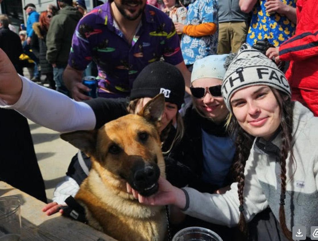 Enlarge Sandy, a ADOPTABLE mixed breed in Calgary, AB image 4/5