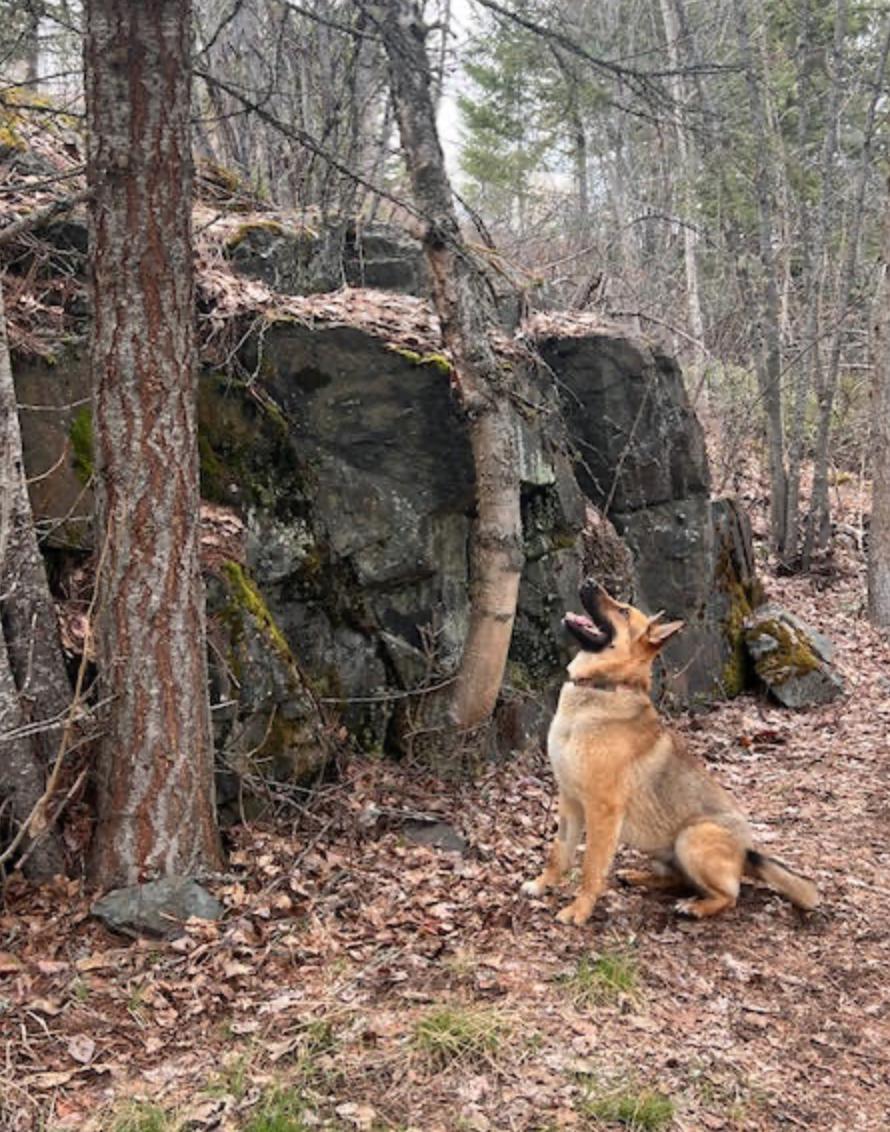 Sandy, ADOPTABLE, Adult Male Shepherd.