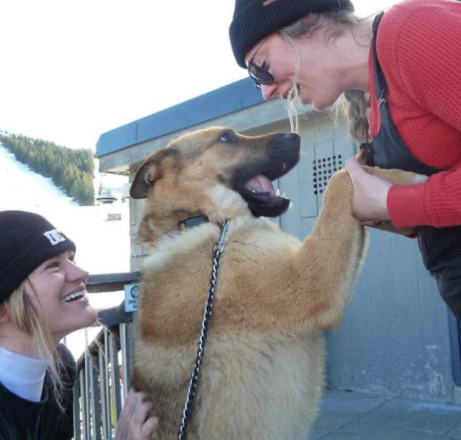 Enlarge Sandy, a ADOPTABLE mixed breed in Calgary, AB image 5/5