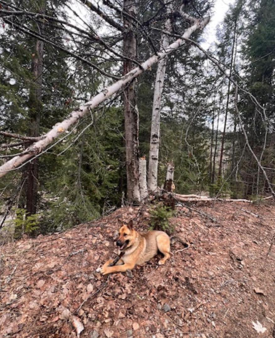 Enlarge Sandy, a ADOPTABLE mixed breed in Calgary, AB image 3/5