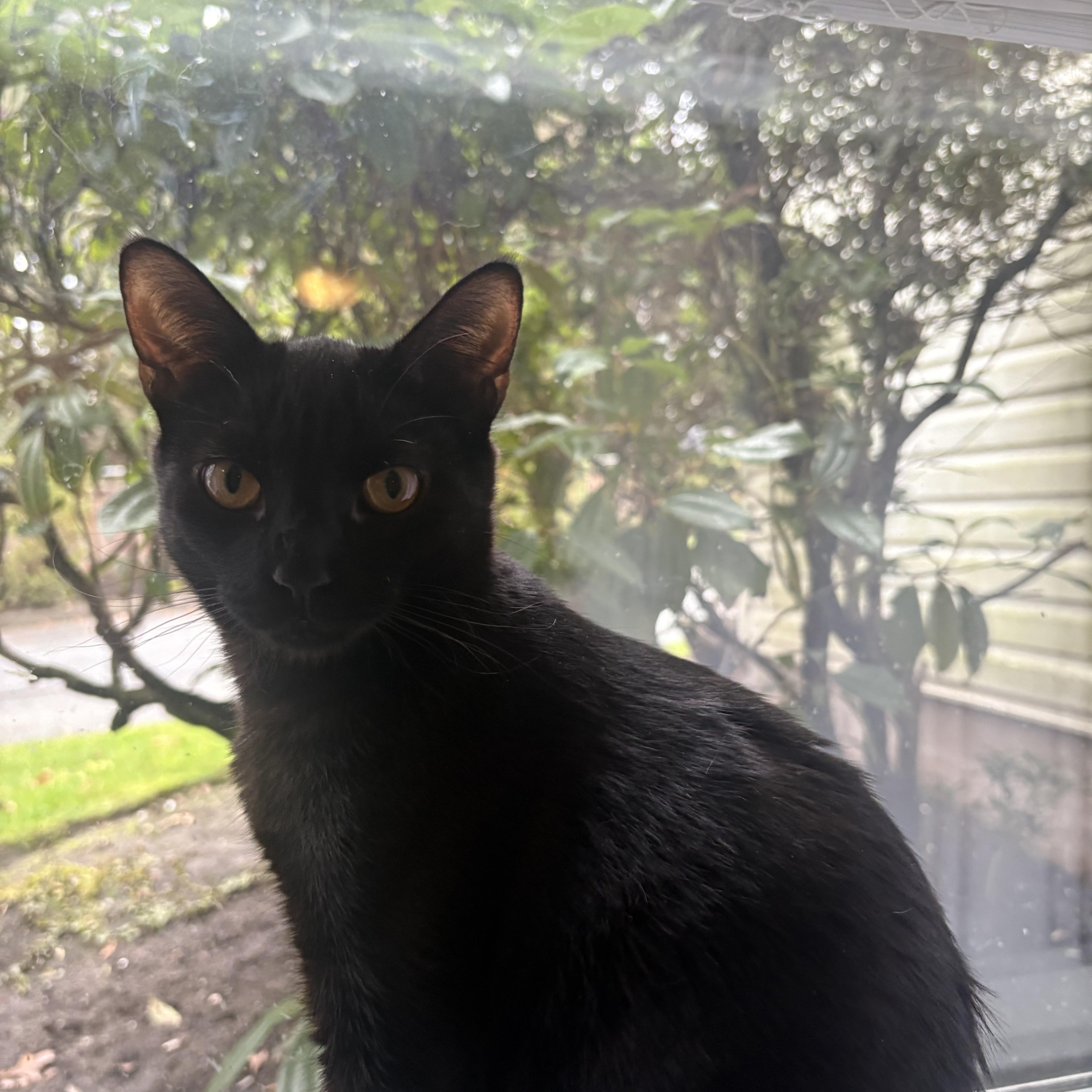 McGuire, Adoptable, Kitten Male Domestic Short Hair.