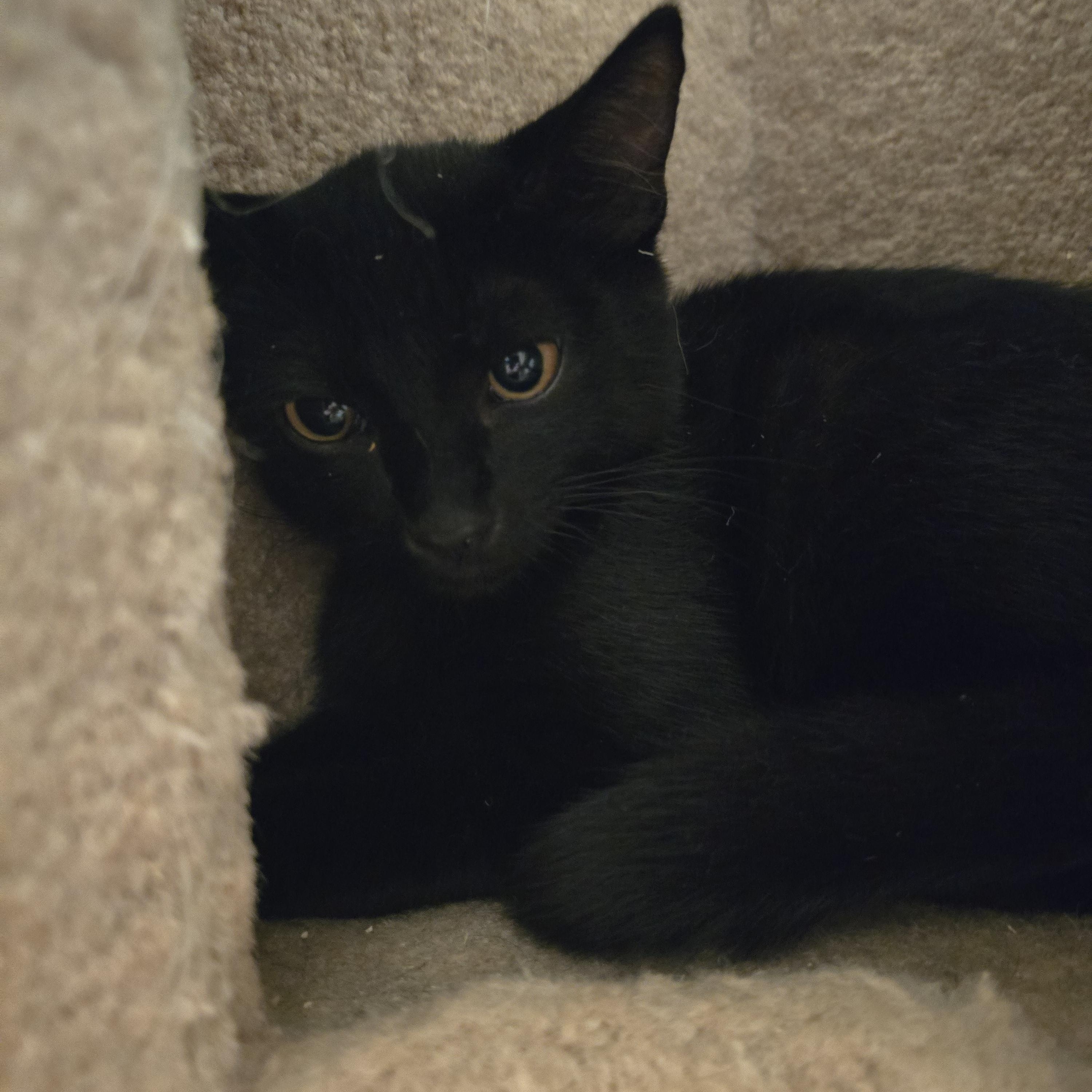 Enlarge McGuire, a Adoptable Domestic Short Hair in BURNABY, BC image 1/1