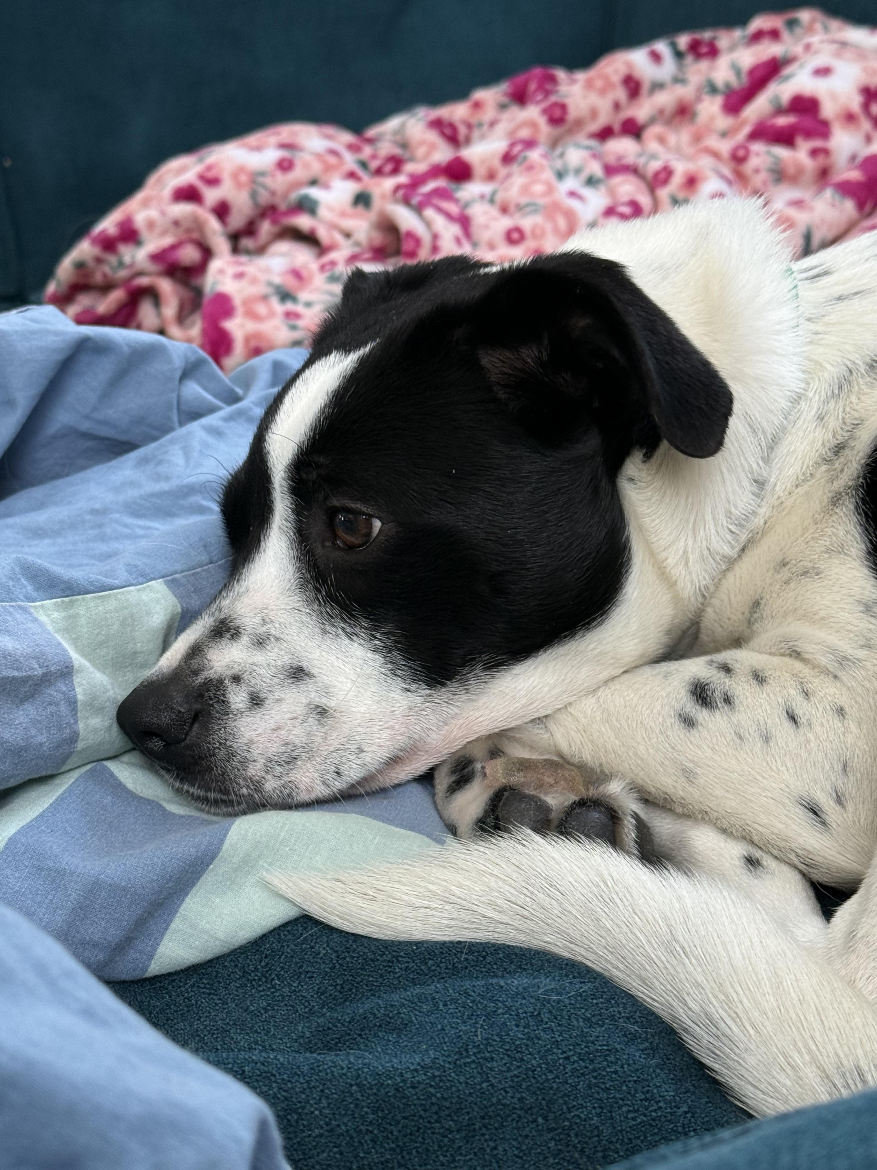 Patty, ADOPTABLE, Young Female Beagle & Pointer.