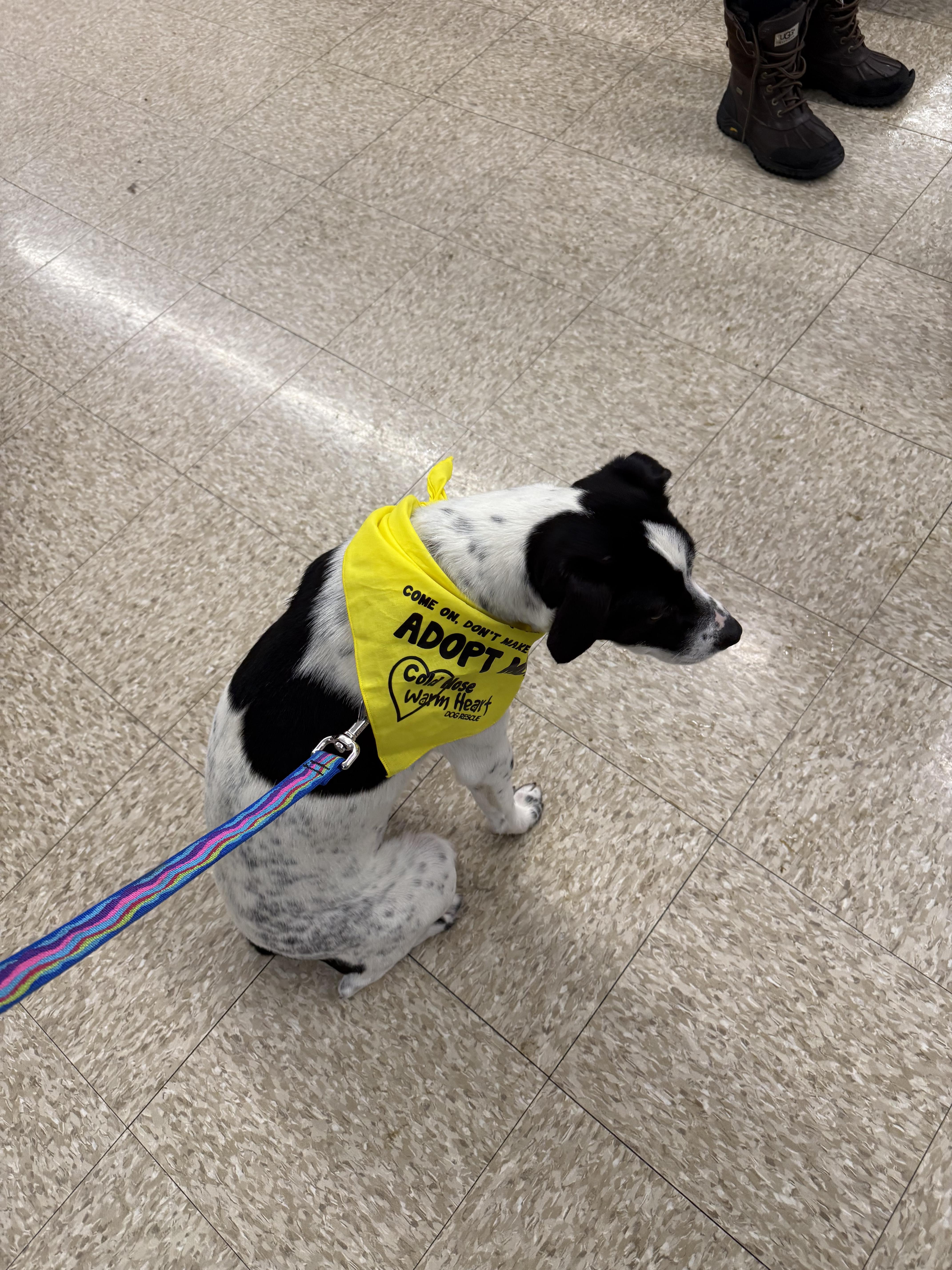 Enlarge Patty, a ADOPTABLE mixed breed in Succasunna, NJ image 2/4