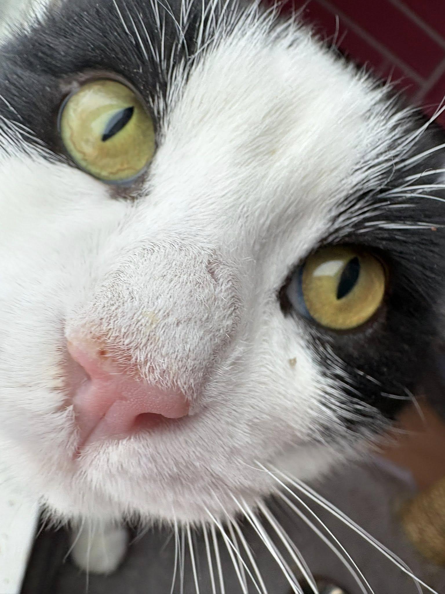 Enlarge Tiberius, a ADOPTABLE Domestic Short Hair in Spencerville, ON image 3/4