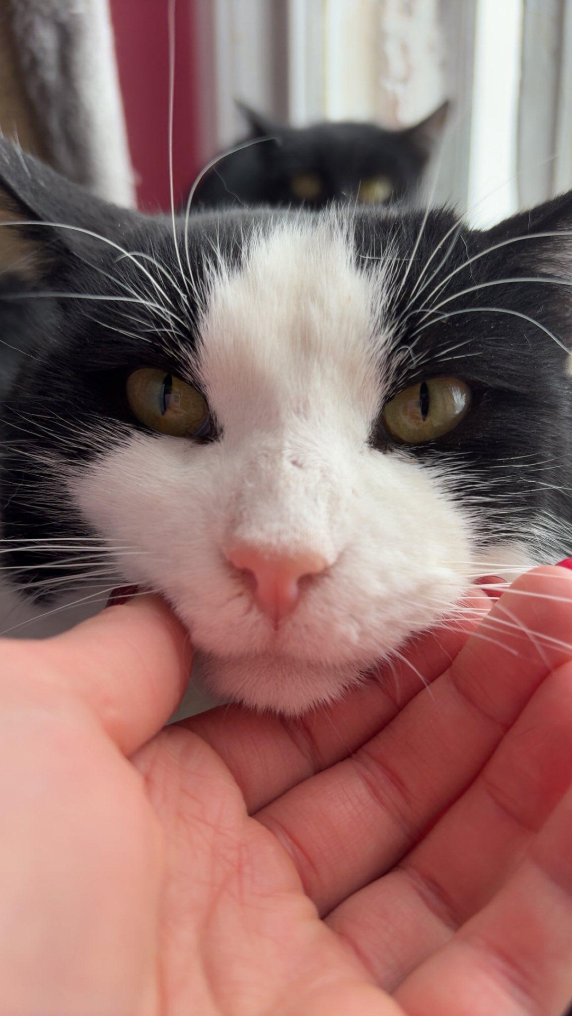 Enlarge Tiberius, a ADOPTABLE Domestic Short Hair in Spencerville, ON image 1/4