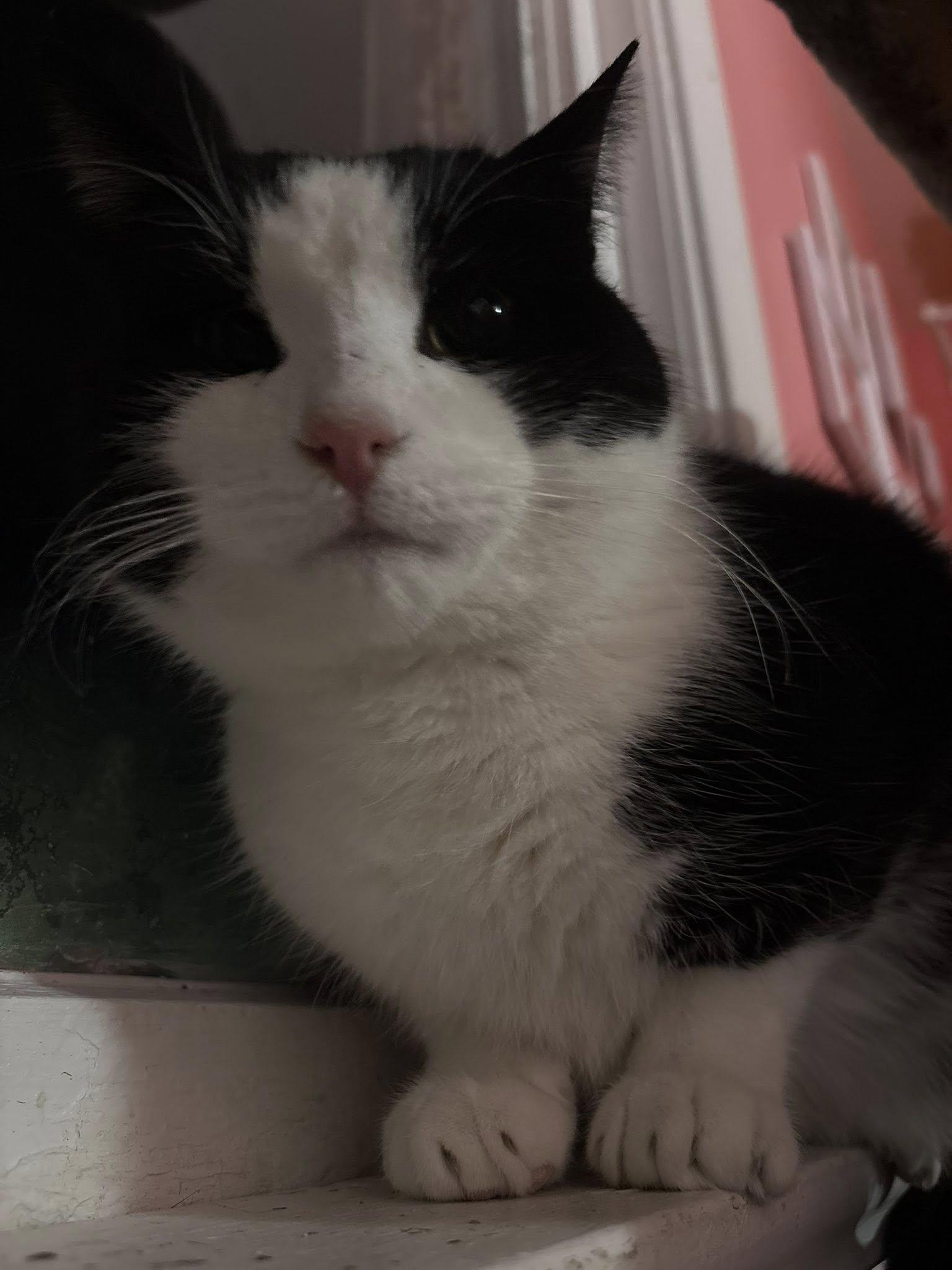 Enlarge Tiberius, a ADOPTABLE Domestic Short Hair in Spencerville, ON image 2/4