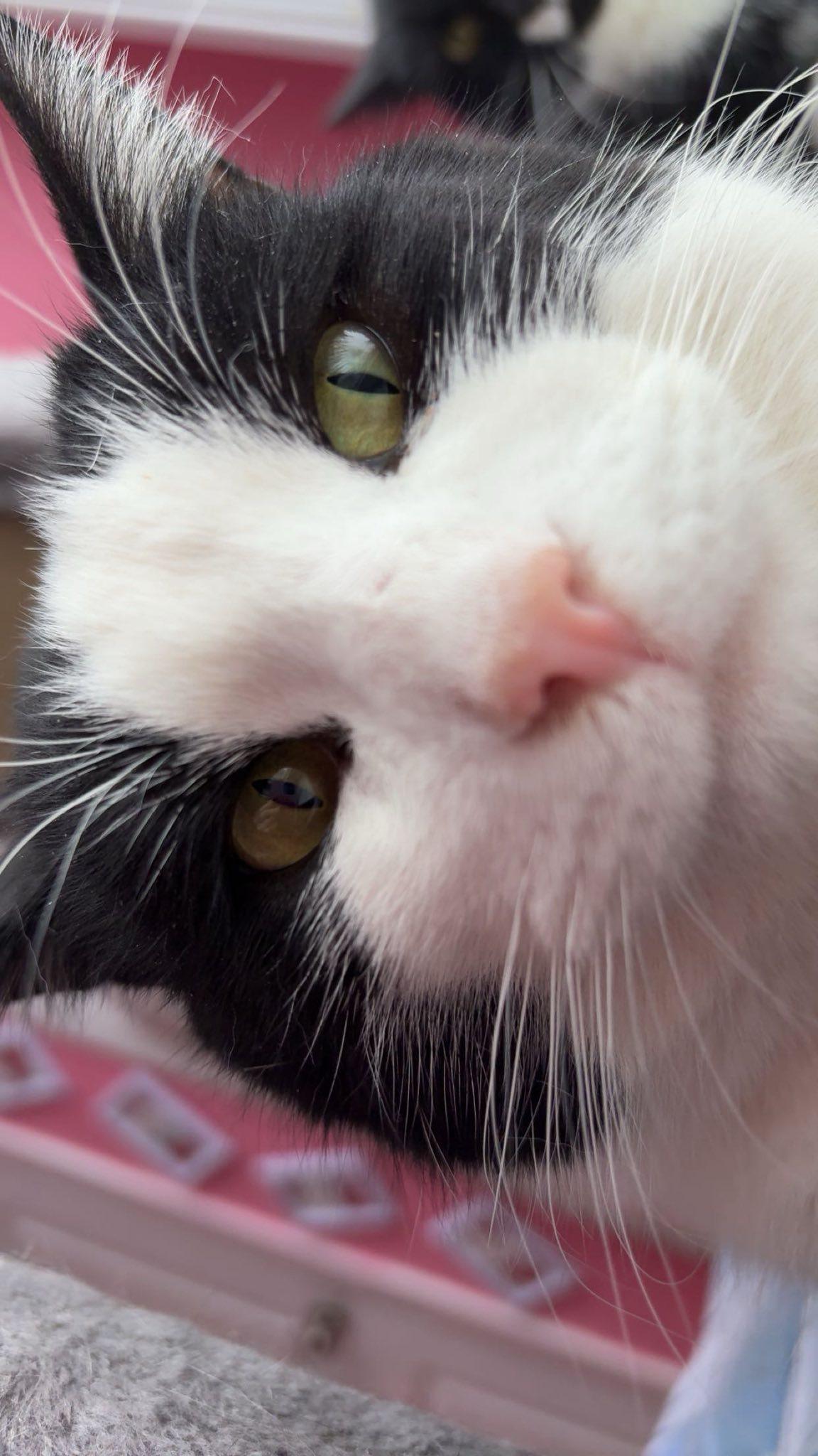 Enlarge Tiberius, a ADOPTABLE Domestic Short Hair in Spencerville, ON image 4/4