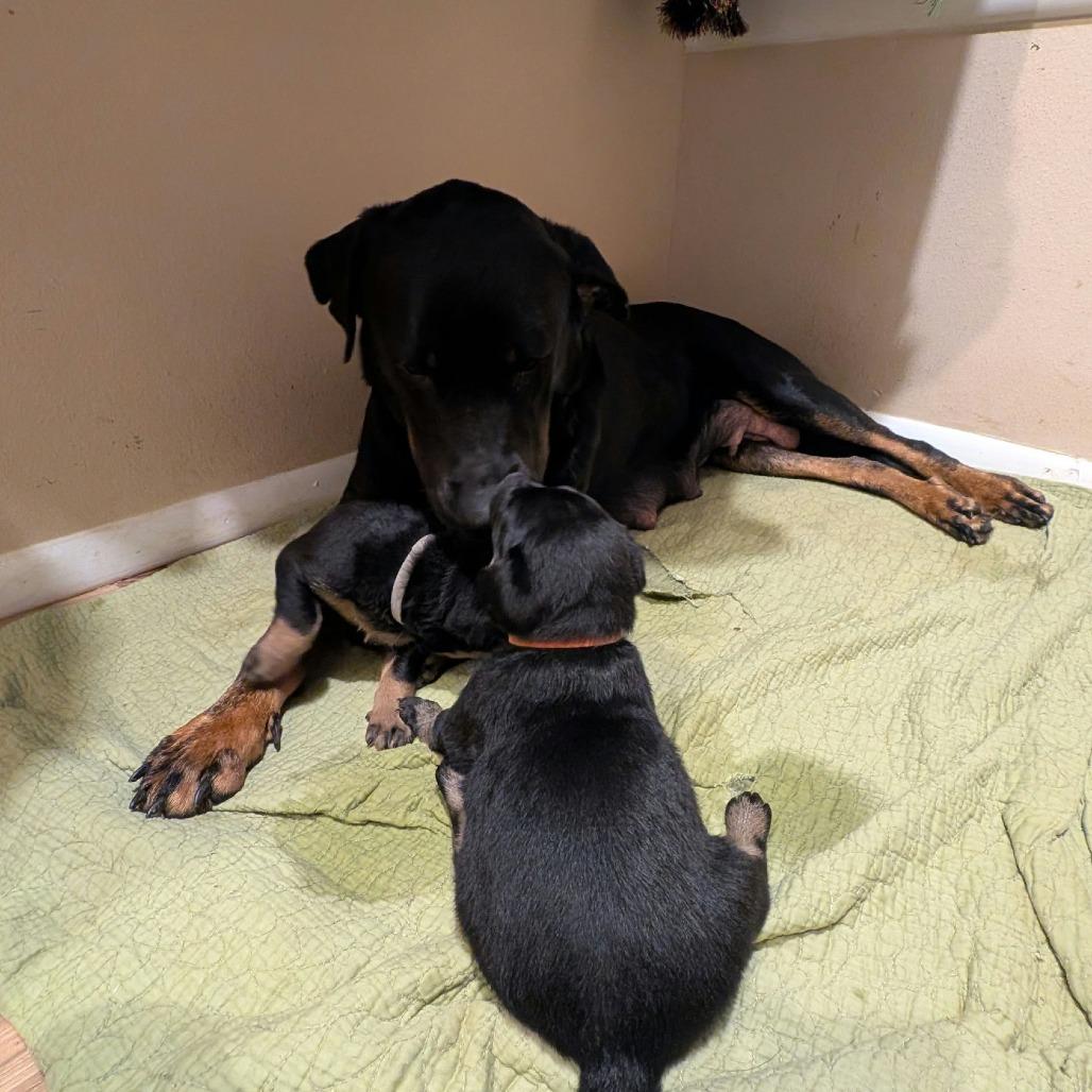 Enlarge Lauryn, a Adoptable mixed breed in Bentonville, AR image 1/6