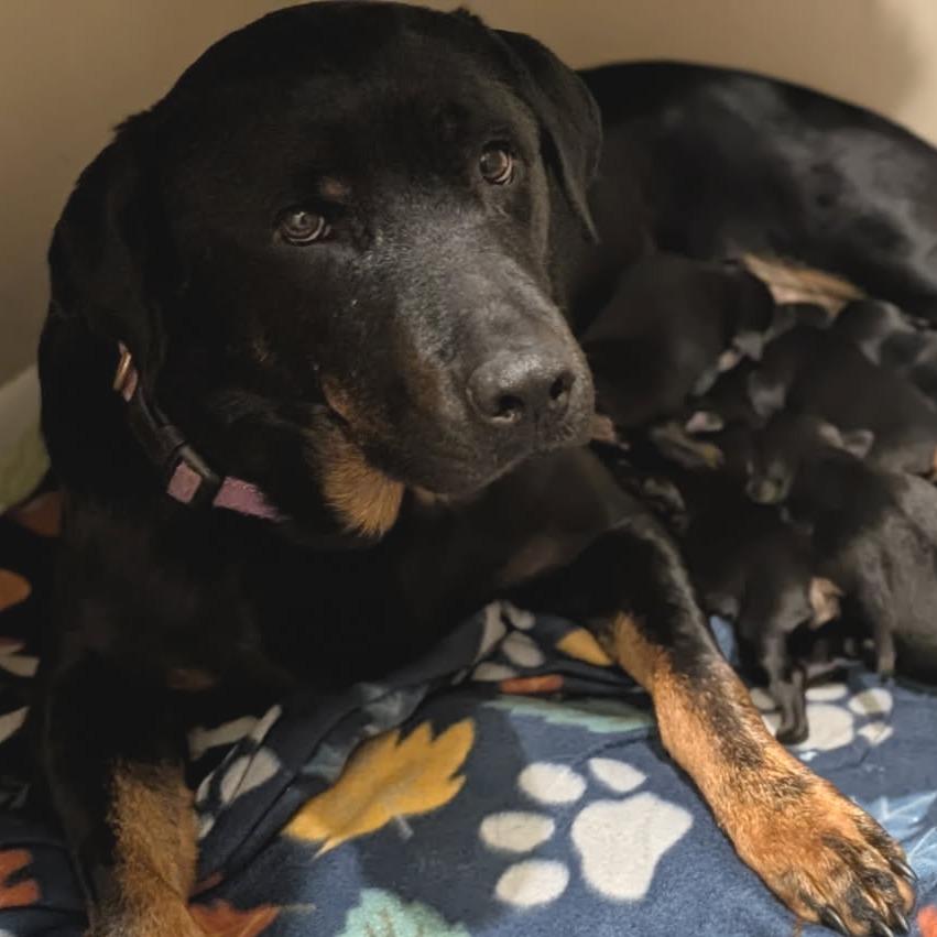 Enlarge Lauryn, a Adoptable mixed breed in Bentonville, AR image 2/6