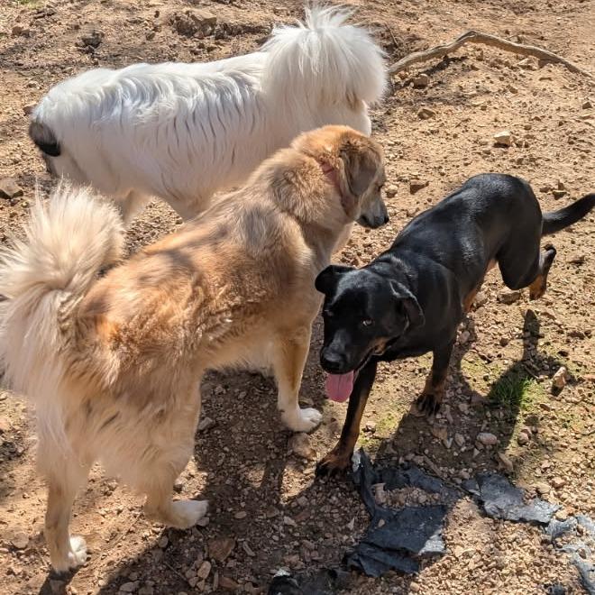 Enlarge Lauryn, a Adoptable mixed breed in Bentonville, AR image 3/6