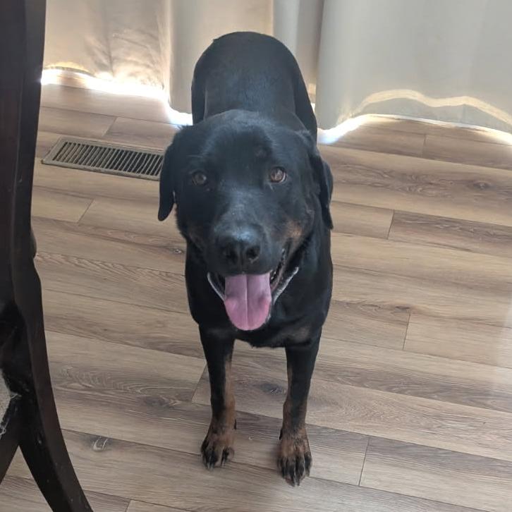 Enlarge Lauryn, a Adoptable mixed breed in Bentonville, AR image 4/6